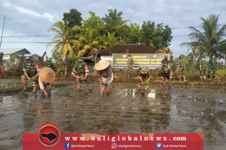 Kodim Tabanan Giatkan Demplot Padi Tingkatkan Ketahanan Pangan